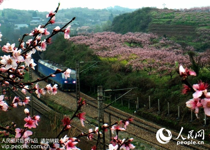 �����ƽ����������ذ�ͷƺ����Ķ�������࿪�ţ��г���������ʻ����������/����ͼƬ��