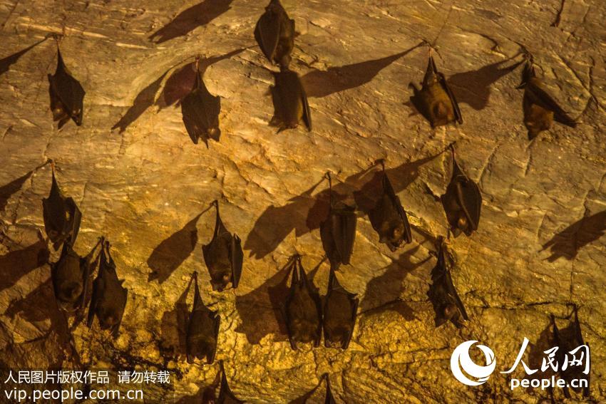江西“狐仙洞” 数千蝙蝠穴居溶洞