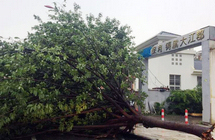 暴雨大风袭广西柳州 树木倒塌压毁汽车