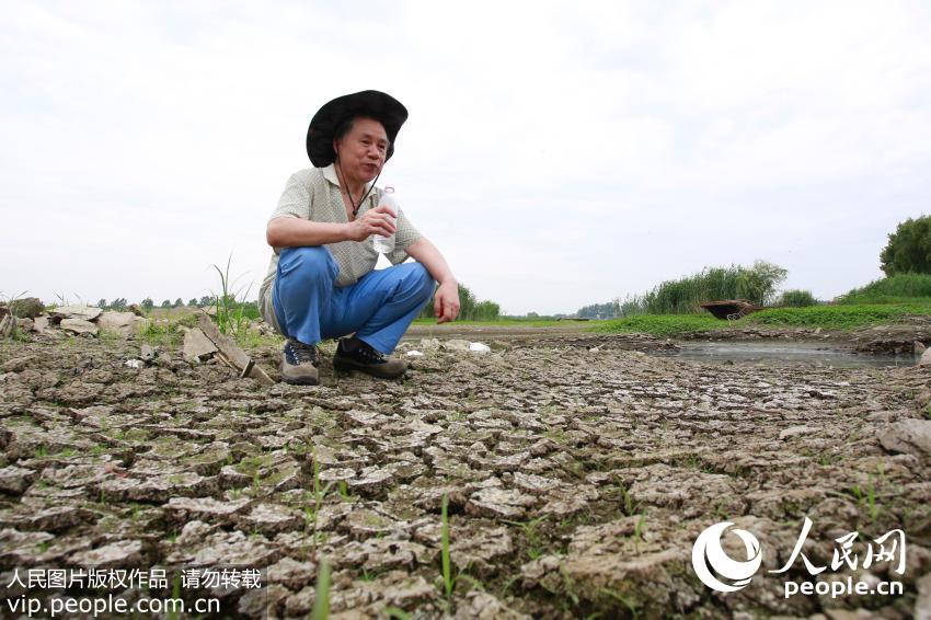 7月6日，渔民在江苏盱眙段裸露的河床上喝水解渴。