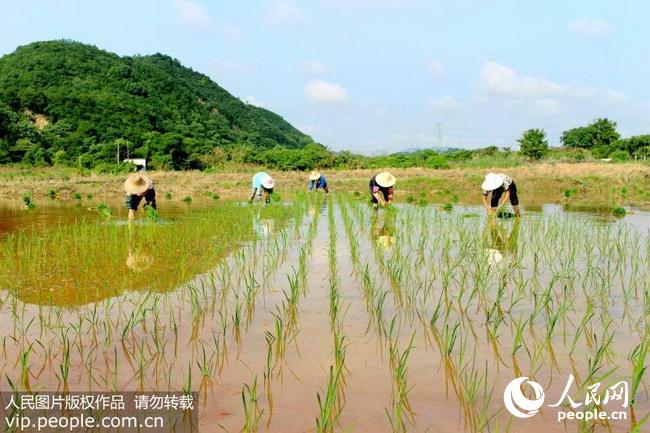 6月22日,江西省德安县宝塔乡团山村,村民们在栽插中稻新品种隆平"超优