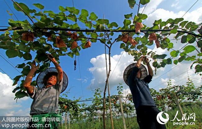 湖南花垣:十八洞村的猕猴桃挂果了(2017.7.9)10版