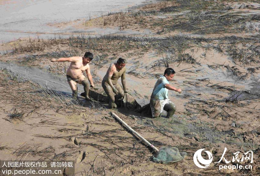 7月9日，山西省平陆县张村镇张峪村三位村民抬着刚刚捞上的鱼。