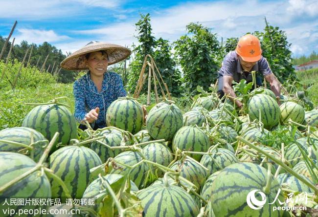 贵州松桃:西瓜成熟农民乐(2017.7.30)9版