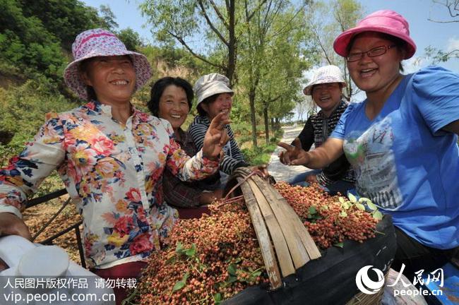 2017��8��3�գ���ֲ3333Ķ����ۻ���������ʡ������֥����֥�ƻ���רҵ������ļֹԴ䣨�󣩵���Ա��װ�����ֳ��Ĵ���ۻ���׼���˻ء� 