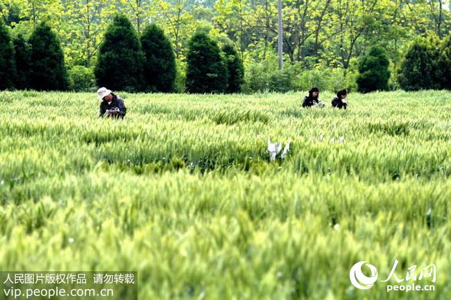 河南南阳:科研人员培育二系杂交小麦(2017.8.2