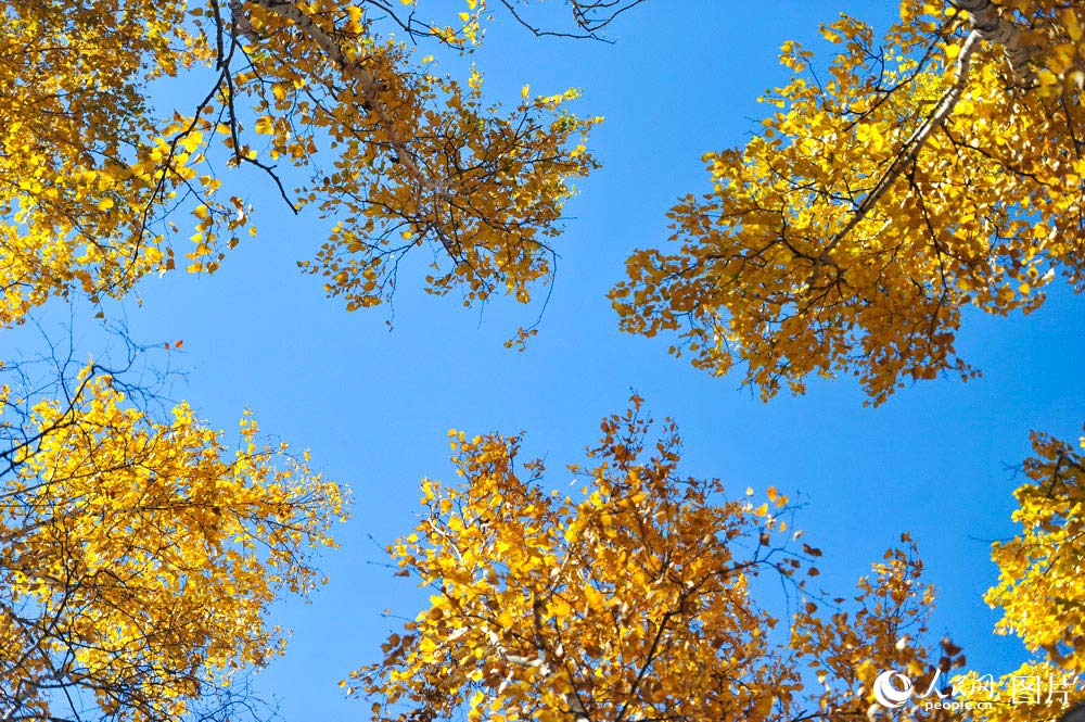 额尔古纳市白桦林距离市区40公里，是一片自然成长的次生白桦林带。