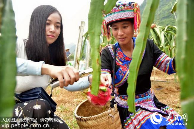 广西瑶乡火龙果丰收上市(2017.9.23)海外版3版