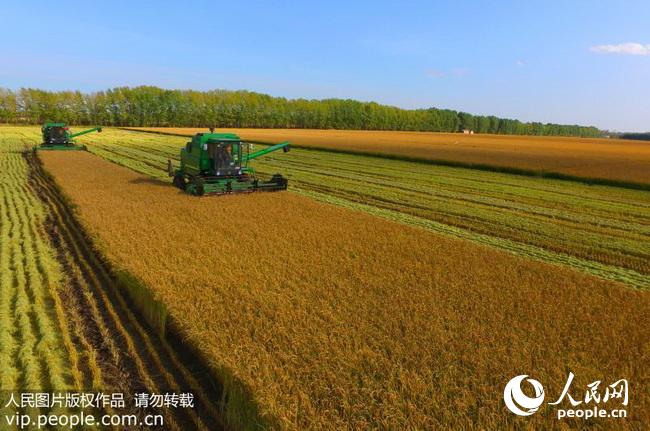 黑龙江垦区是国家重要的商品粮基地,水稻又是主要粮食作物.