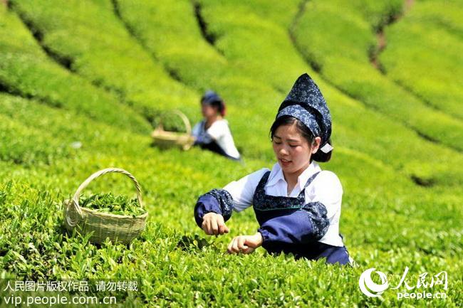 湖北宜昌:小茶叶茗香飘海外(2017.10.10)12版