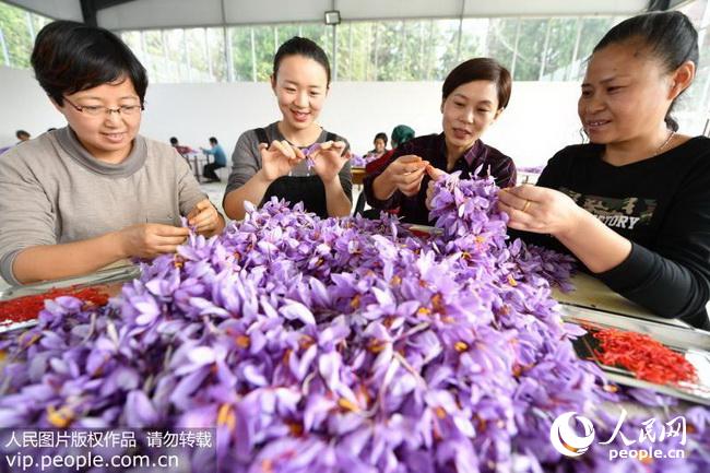 安徽亳州:霜降时节藏红花采收忙(2017.10.23