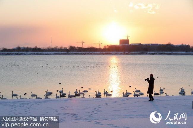 12月5日,在山东省荣成市樱花湖,野生大天鹅在朝晖中悠然地游弋.