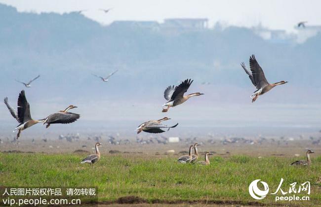 江西鄱阳湖启动万名志愿者生态保护行动(2018.1.25)海外版3版