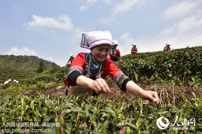 在贵州省黔南布依族苗族自治州龙里县湾滩河镇桂花村,茶农在茶园采摘"