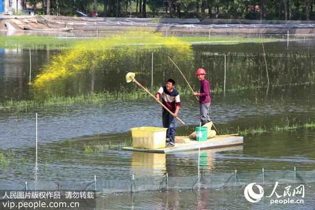 2018年5月9日,江苏省宝应县子婴河村,养殖户在蟹塘里进行水质调控.