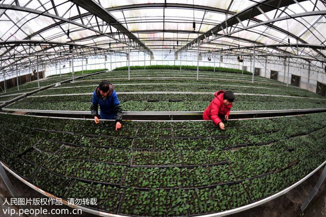 2018年12月20日，湖北省宜昌市夷陵区太平溪镇许家冲村无性系茶树良种繁育基地工人在清理穴盘茶苗中的杂草。