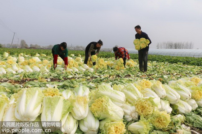 2018年11月13日，江苏省灌云县南岗乡贺庄村，农民在田间收获冬储大白菜。