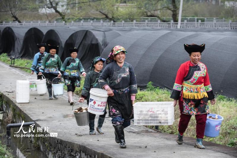 2021年2月27日，湖南湘西吉首市矮寨镇岩科村村民石光姐(右二）和村民从大棚采摘羊肚菌归来。