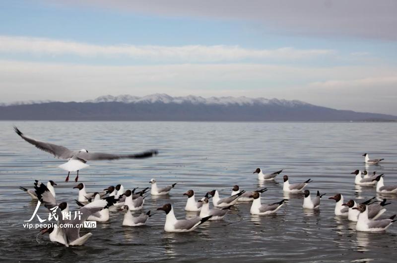 2021年5月20日，青海湖畔，鸟儿栖息。