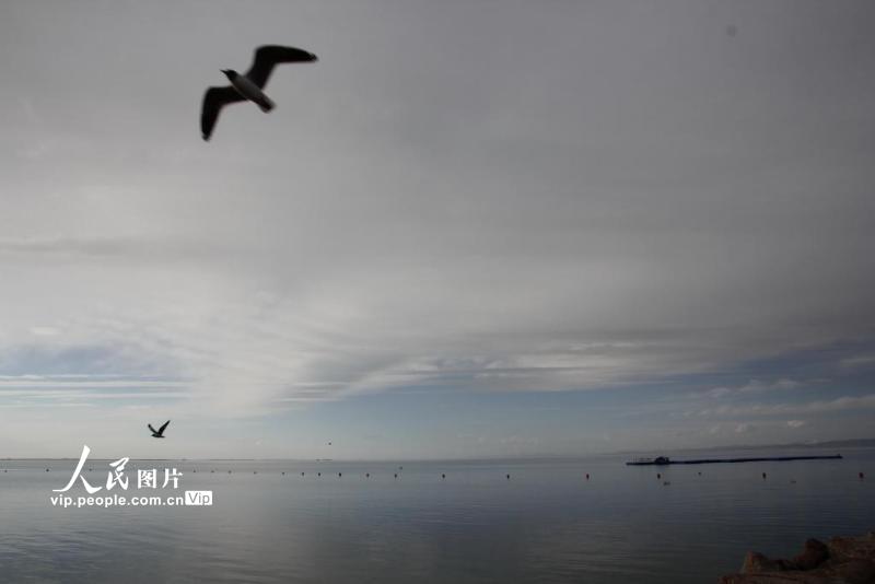2021年5月20日，青海湖畔，鸟儿飞翔。